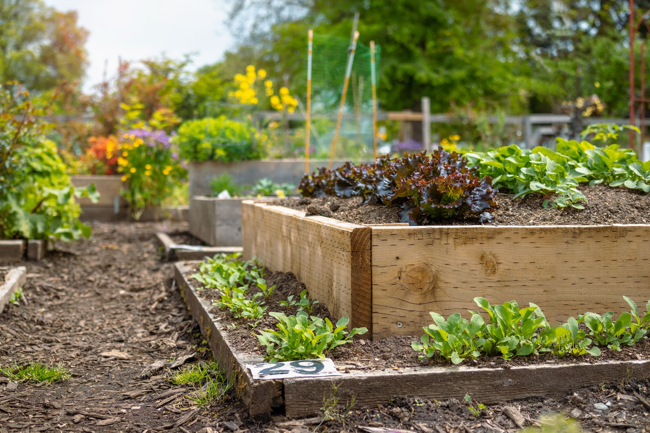 community garden